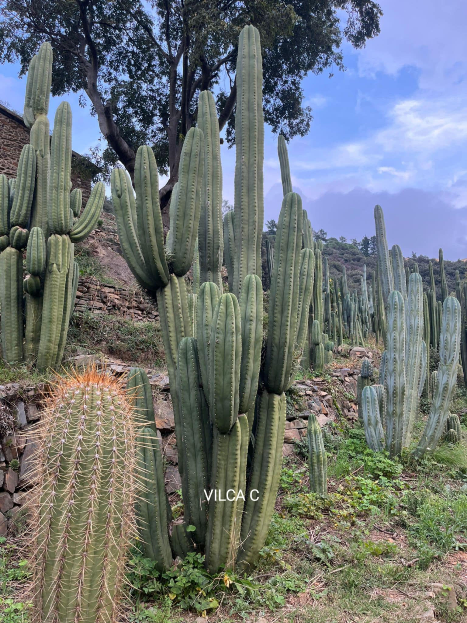 PPK223 - Pachanoi 'Vilcabamba C' x Santaensis 'Callahuasi OP'