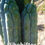 Thumbnail: PPK.23.54 Pachanoi Vilcabamba C x Bridgesii Ribshifter seed