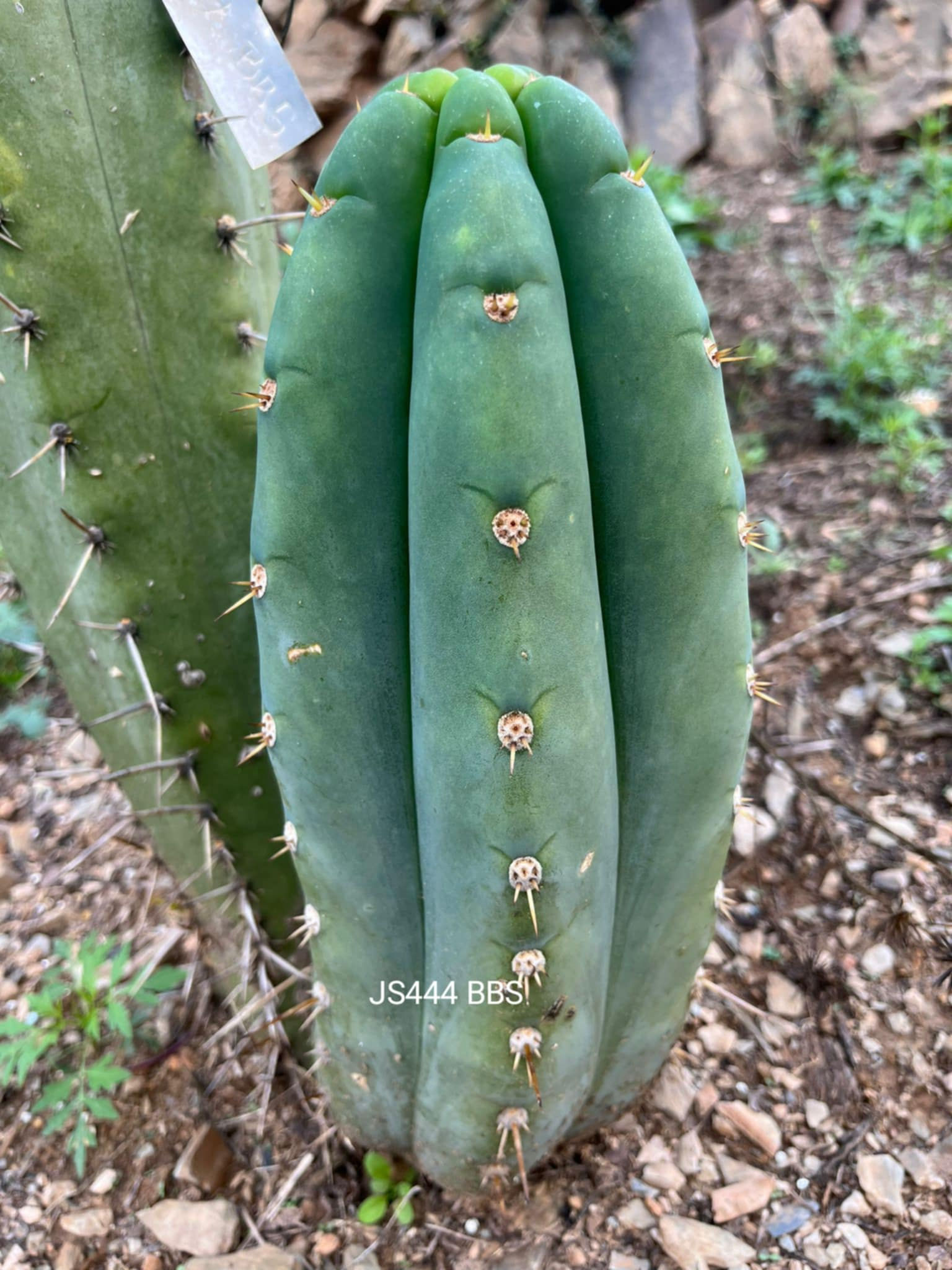 PPK159 - Pachanoi 'JS444 BBS' x Pachanoi 'Toms Juuls Giant'