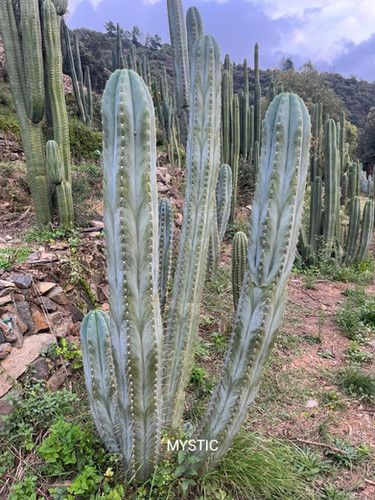 PPK007 - Bridgesii 'BG HH' x Peruvianus 'Mystic'