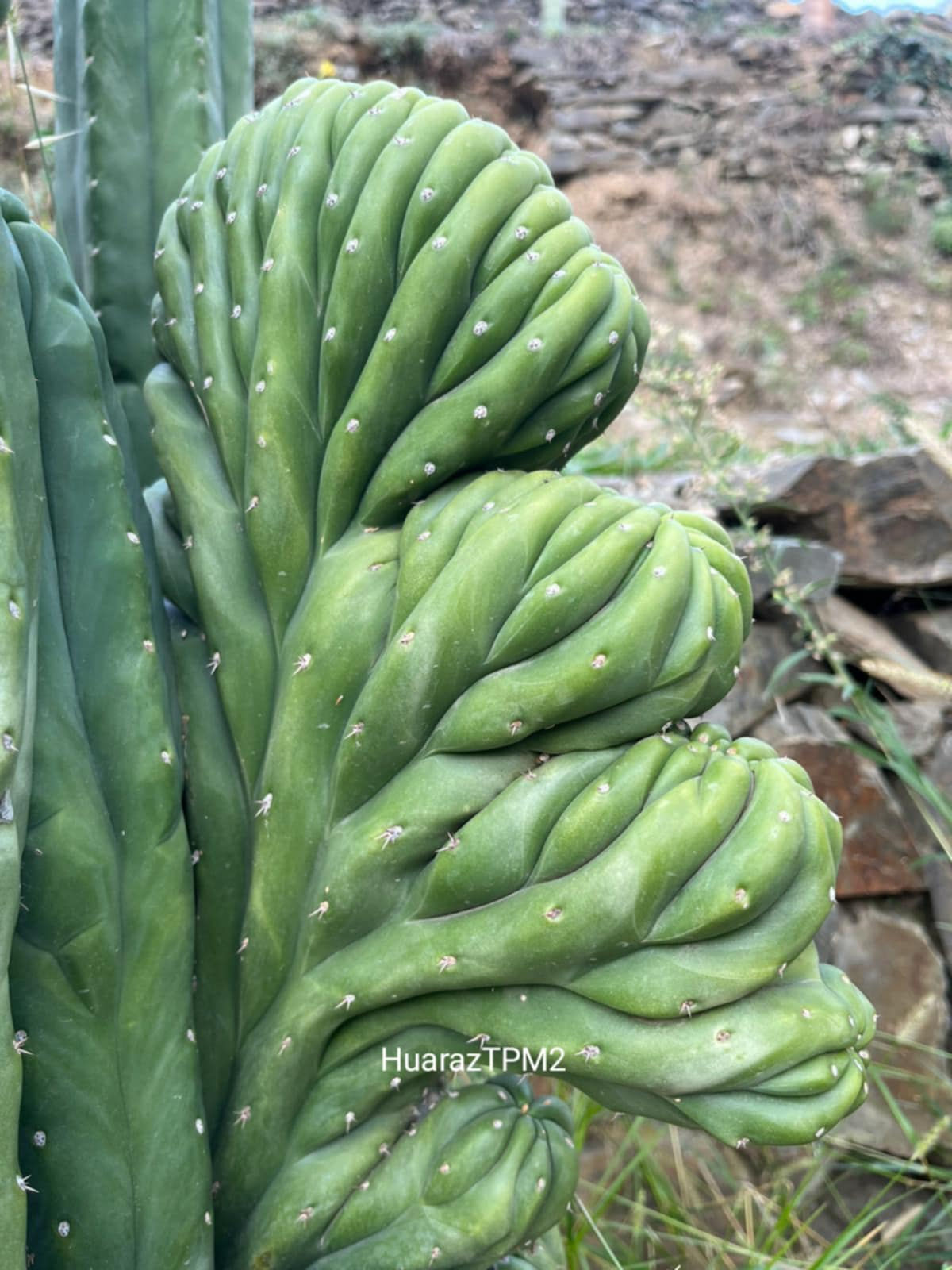 PPK059 - 'HuarazTPM2' x Pachanoi 'JuulsHuancabamba'