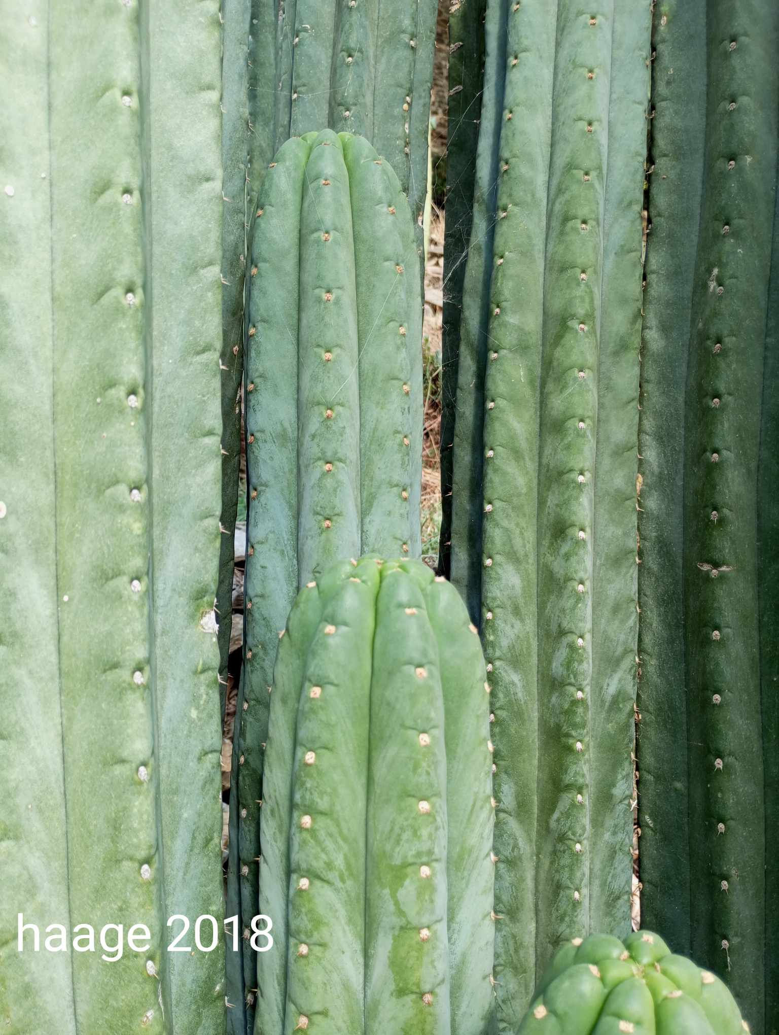 PPK.23.37 Pachanoi Haage 2018 x Pachanoi Crown seed