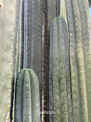 PPK121 - Pachanoi 'Haage2018' x Pachanoi 'Juanita'