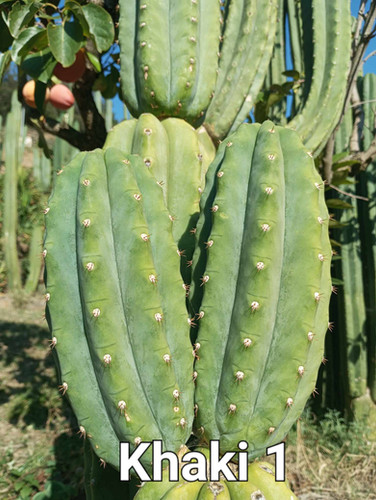 PPK.22.45 Pachanoi Khakii1 x Pachanoi KK339 San Pedro Cactus Seeds