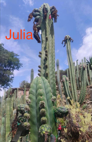 PPK.22.42 Pachanoi Julia MT x Pachanoi Vilcabamba C San Pedro Cactus Seeds
