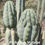 Thumbnail: PPK.22.80 Pachanoi Vilcabamba C x Pachanoi High Voltage San Pedro Cactus Seeds