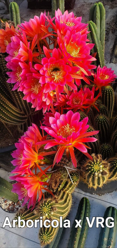 16. (Arboricola x VRG) x Flying Saucer seeds | RMF Cactus