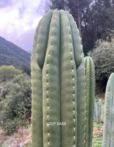 PPK274 - 'ScopSASS' x Scopulicola 'Cactus Culture'