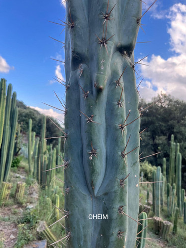PPK244 - Peruvianus 'Oheim' x Pachanoi 'Crown''