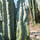 Thumbnail: PPK.23.54 Pachanoi Vilcabamba C x Bridgesii Ribshifter seed