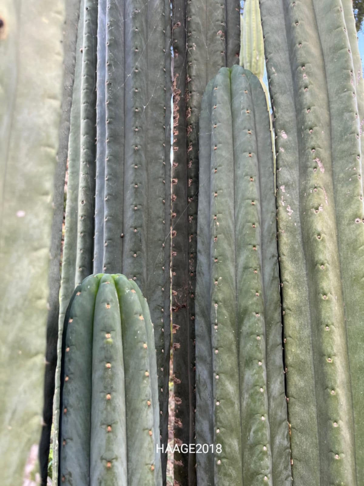 PPK116 - Pachanoi 'Haage2018' x Pachanoi 'AWCO 1988'