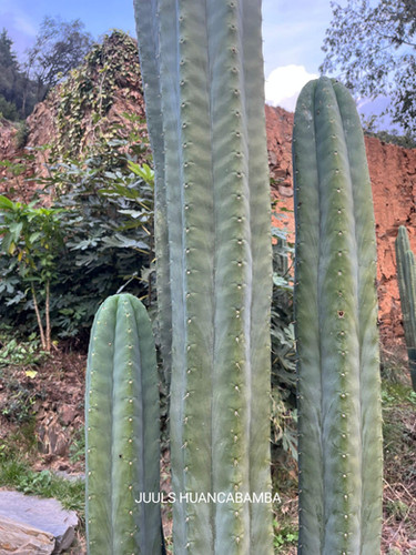PPK169 - Pach. (Juuls x Huancabamba) x Scopulicola 'Tudo'