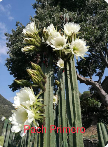 PPK.22.56 Pachanoi Primero x Pachanoi Rosygnol San Pedro Cactus Seeds