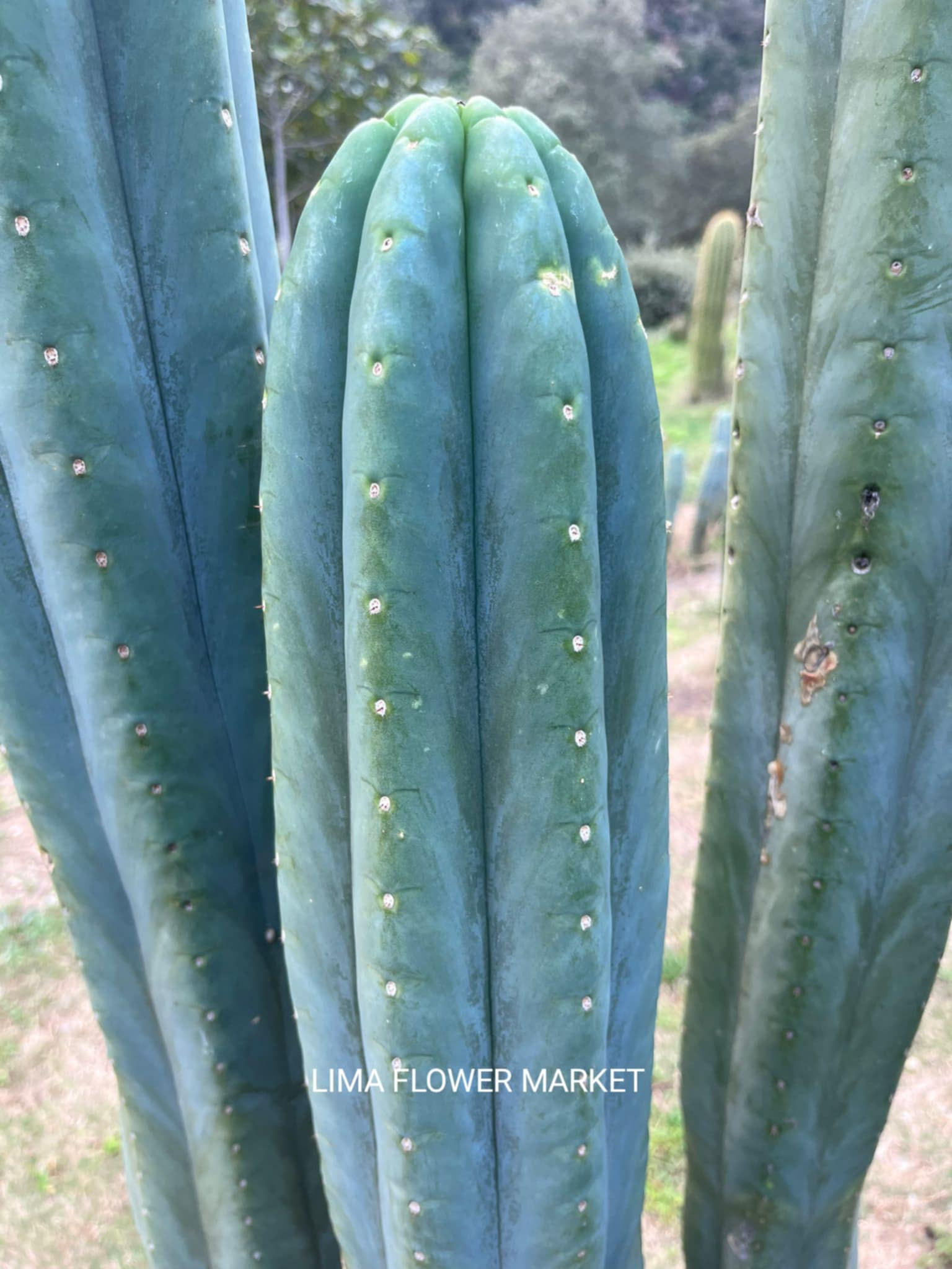 PPK172 - Pachanoi 'Lima Flower Market' x 'LancePsycho0'