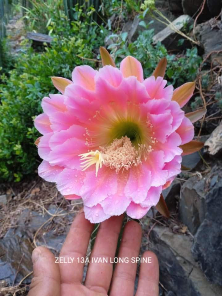 PPK353 - 'Zelly 13a x Ivan' x Peruvianus 'MT17 Ultraviolet'