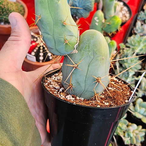 10. Zelly x Lee seeds | RMF Cactus