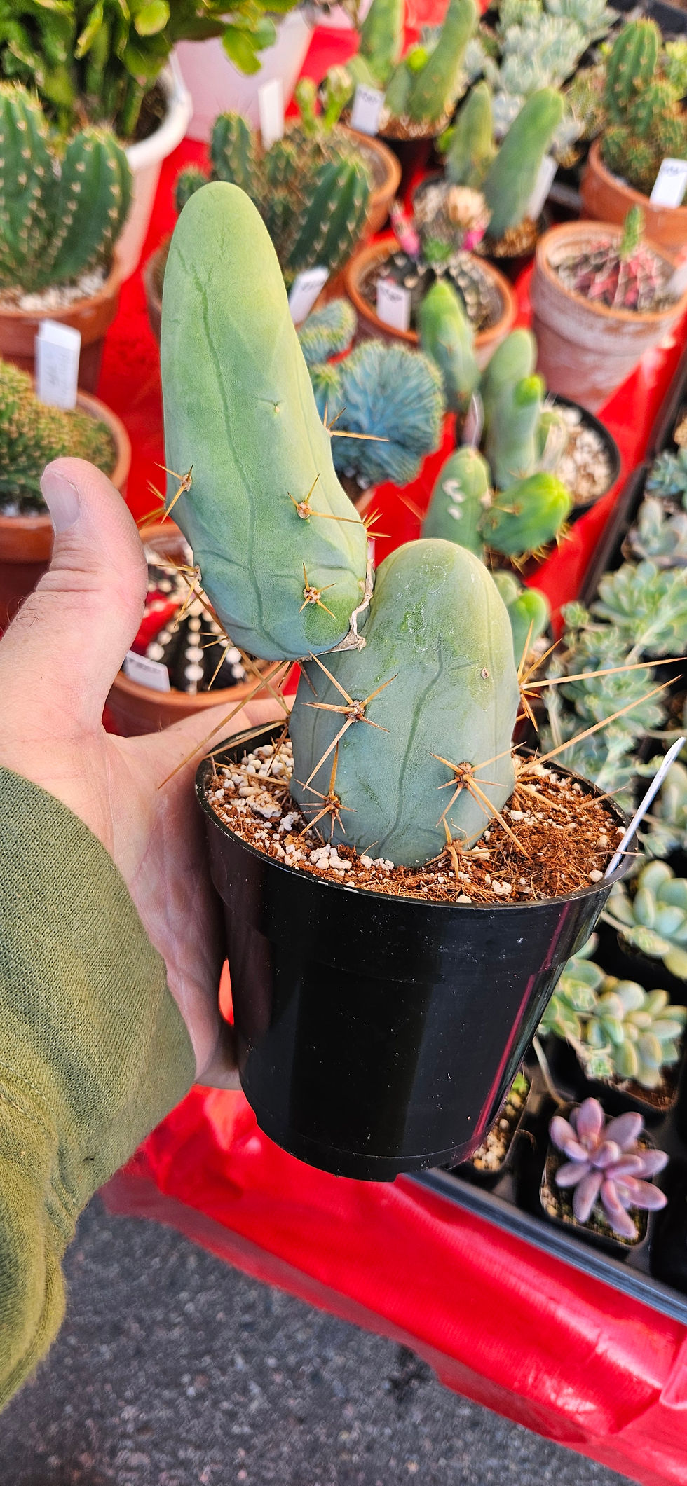 PPK.22.01 Bridgesii (Psycho0 x Lumberjack) x bridge