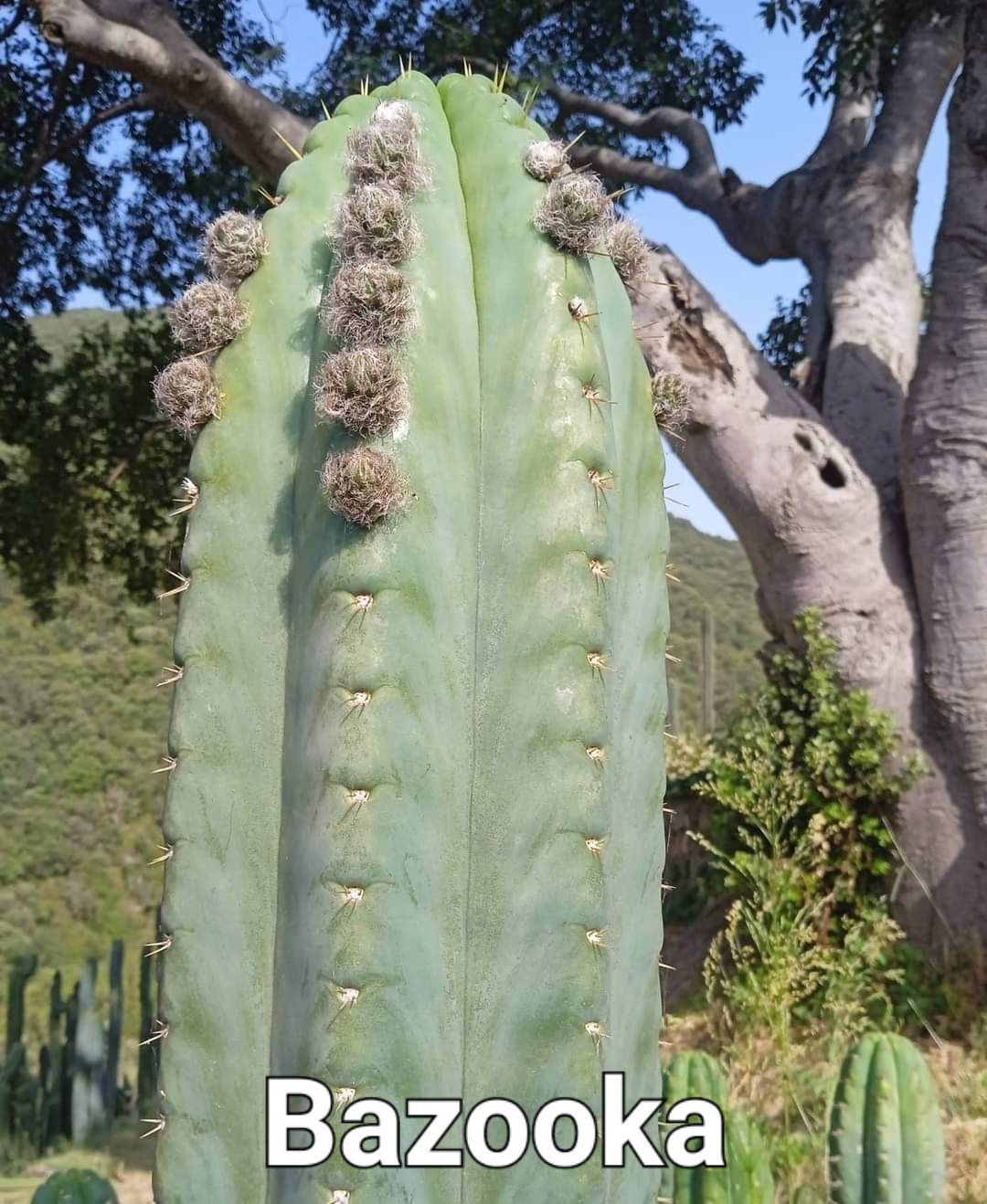 PPK.23.26 Pachanoi Bazooka x Pachanoi Crown seed