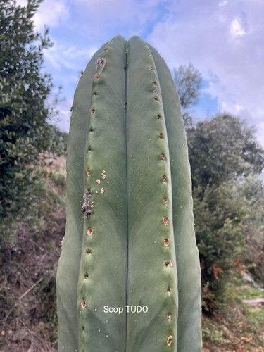PPK309 - Scopulicola 'Tudo' x Scopulicola 'Cactus Culture'