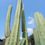 Thumbnail: PPK.23.04 Bridgesii Melti x Bridgesii Playa Bonita seed