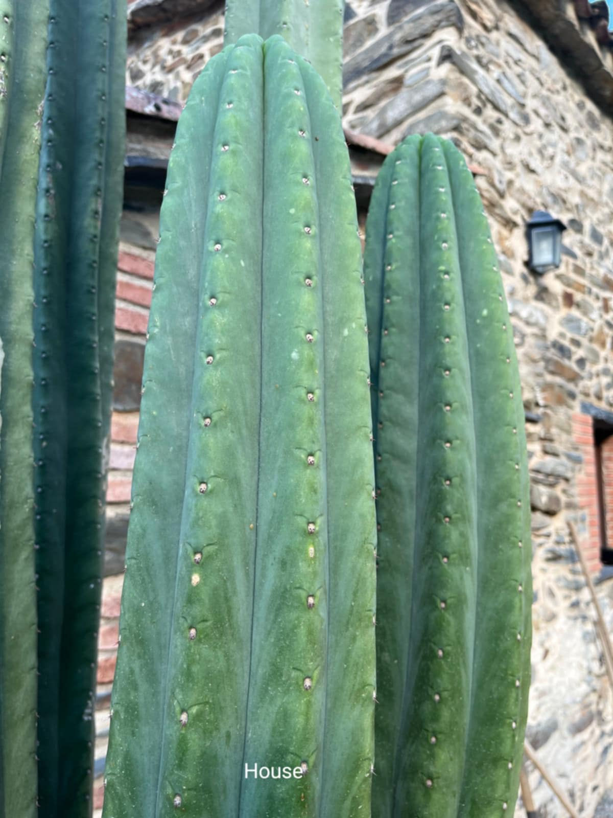 PPK137 - Pachanoi 'House' x Pachanoi 'Mountain'