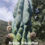 Thumbnail: PPK.23.39 Pachanoi High Voltage x Bridgesii Ribshifter seed