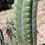 Thumbnail: PPK.22.60 Pachanoi (Juul x Pachanoi) x Pachanoi Vilcabamba B San Pedro Cactus