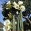 Thumbnail: PPK.22.72 Pachanoi Vilcabamba B x Pachanoi Primero San Pedro cactus seeds