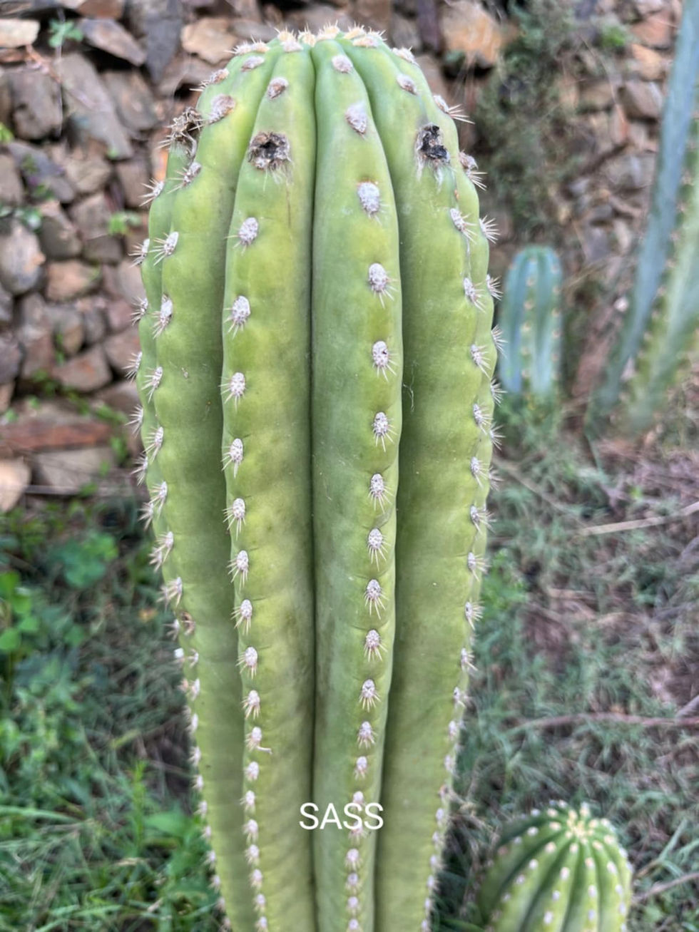 PPK259 - 'SASS Terscheckii' x Peru. MT17 Ultraviolet & Scop. 'Michi'