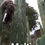 Thumbnail: PPK.23.15 Bridgesii Ribshifter x Bridgesii Melti seed