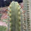 Thumbnail: PPK017 - Bridgesii 'Powerhouse' x Pachanoi 'Tom Juuls Giant'