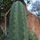 Thumbnail: PPK.22.27 Pachanoi High Voltage x Pachanoi Lupita MT San Pedro Cactus Seeds