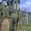 Thumbnail: PPK217 - Pachanoi 'Vilcabamba C' x Pachanoi 'AWCO 1988'