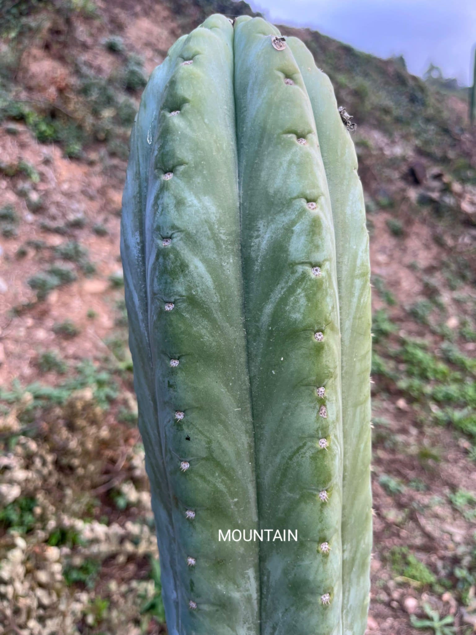 PPK181 - Pachanoi 'MT01 Clone 1' x Pachanoi 'Crown'