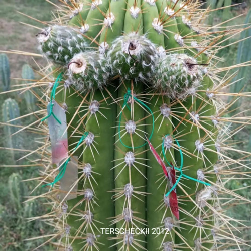 PPK311 - Terscheckii 2012 x Pachanoi 'Fields x Rosei 1'