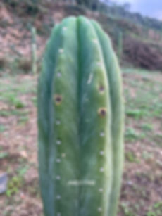 PPK069 - Pachanoi 'AWCO1988' x Pachanoi 'Juanita'