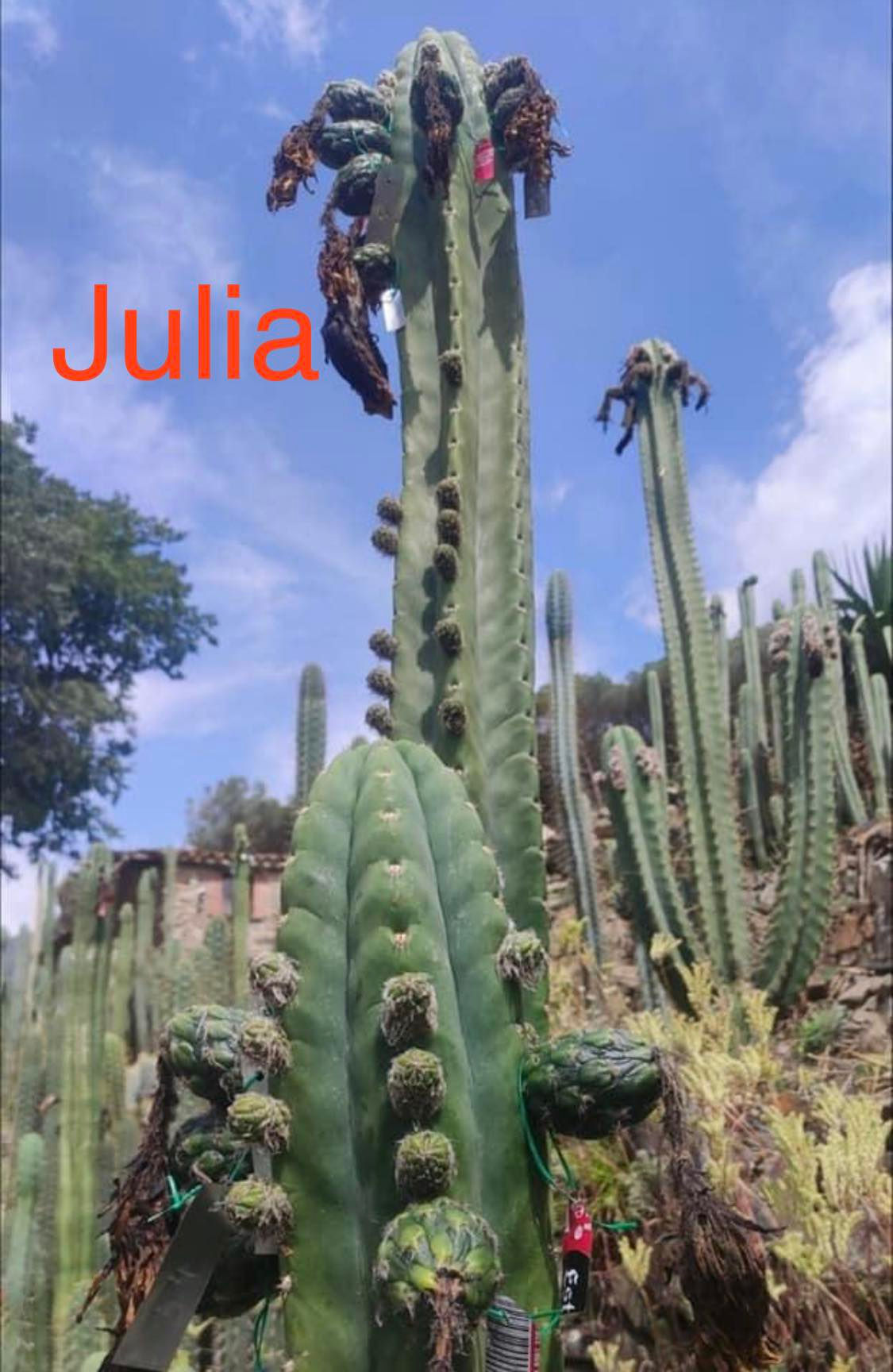 PPK.22.43 Pachanoi Julia MT x Pachanoi Zeus San Pedro Cactus Seeds