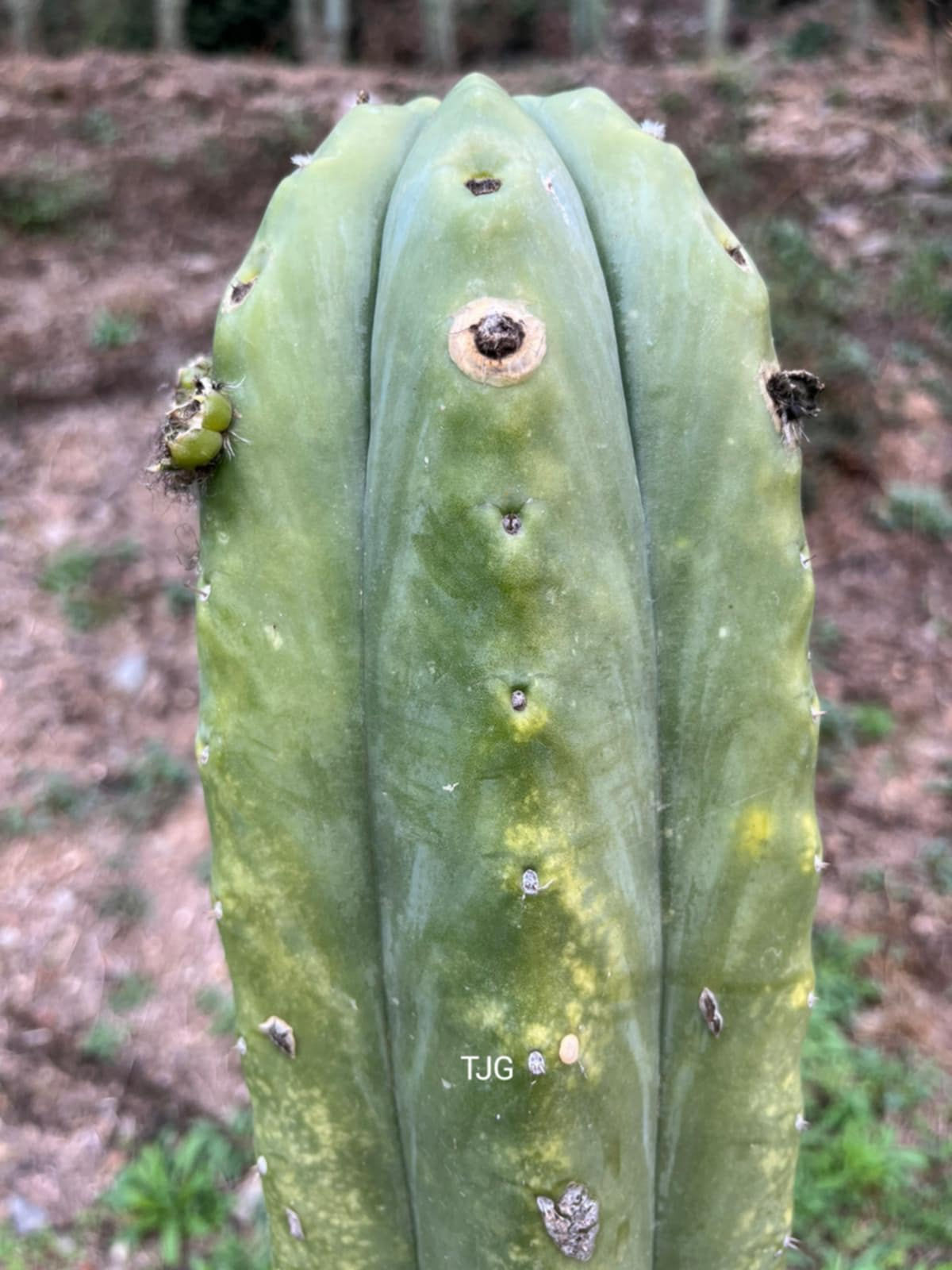 PPK208 - Pachanoi 'Tom Juuls Giant' x Pachanoi 'AWCO 1988'