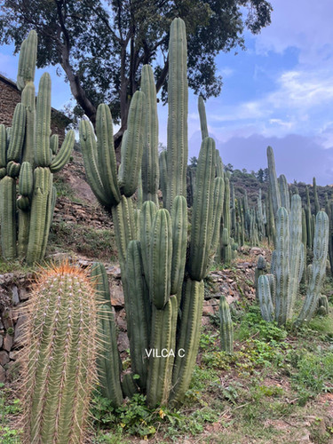 PPK221 - Pachanoi 'Vilcabamba C' x Peruvianus 'Mystic'