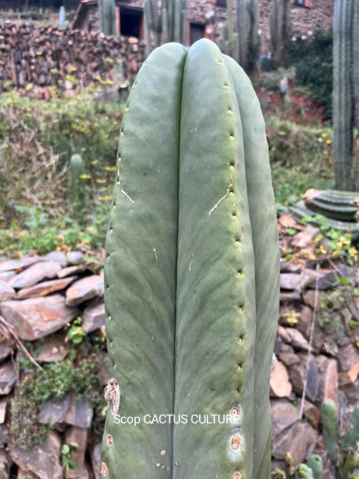 PPK292 - Scopulicola 'Cactus Culture' x Pachanoi 'High Voltage'