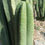 Thumbnail: PPK034 - Bridgesii 'Ribshifter' x Scopulicola 'Cactus Culture'