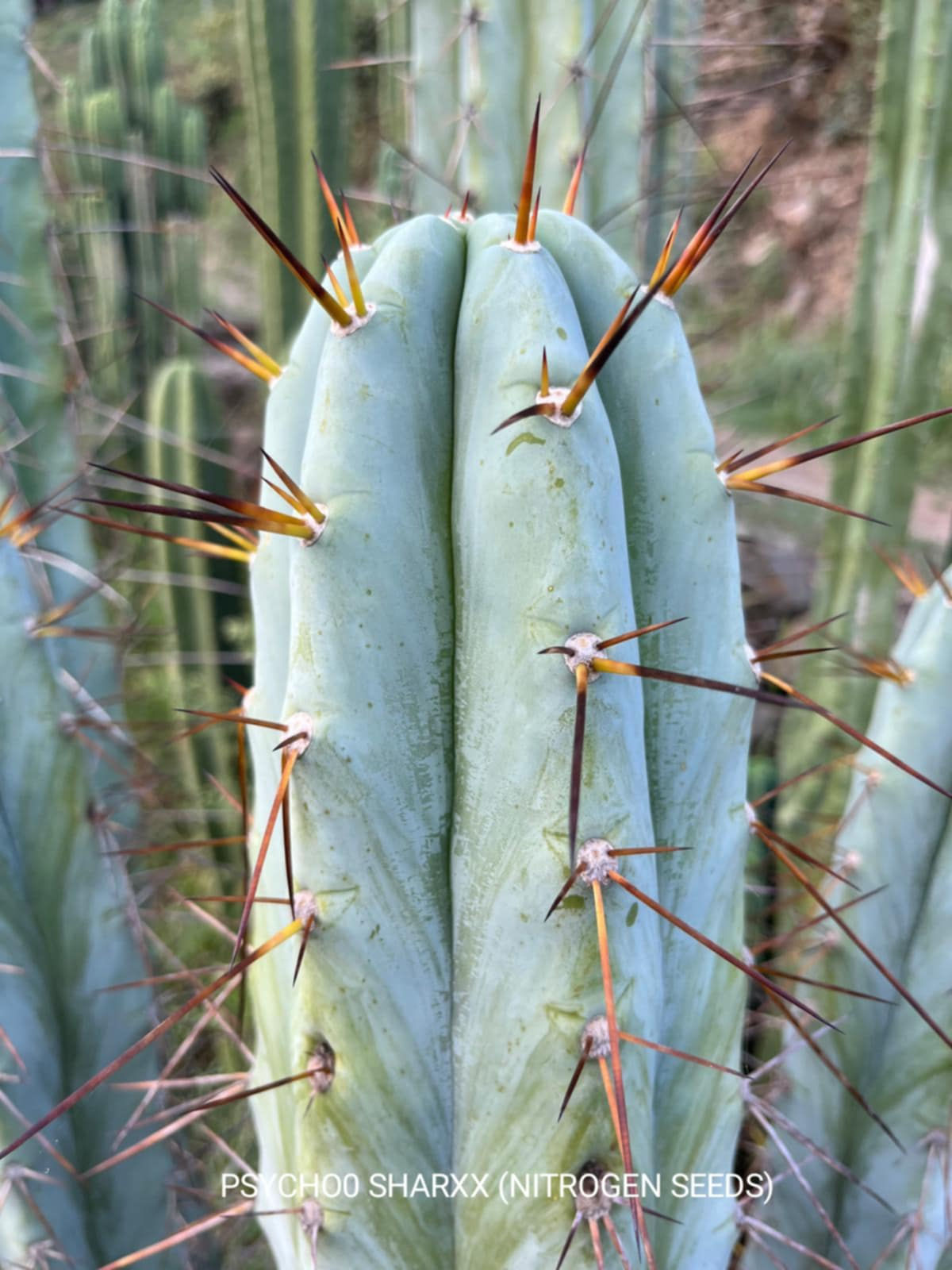 PPK250 - 'Psycho0Sharxx' x 'SASS Terscheckii'