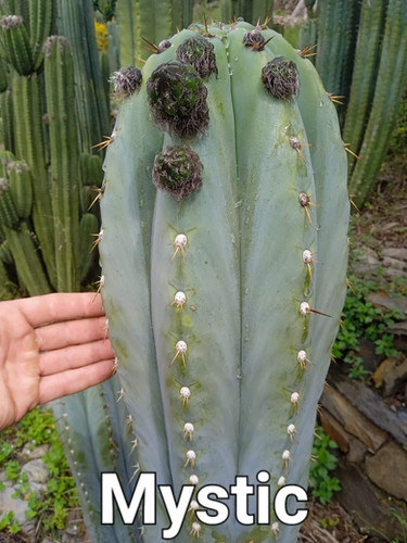 PPK 23 76 Peruvianus Mystic X Peruvianus Althea Seed RMF Cactus ppk-23-76-peruvianus-mystic-x-peruvianus-althea-seed-rmf-cactus