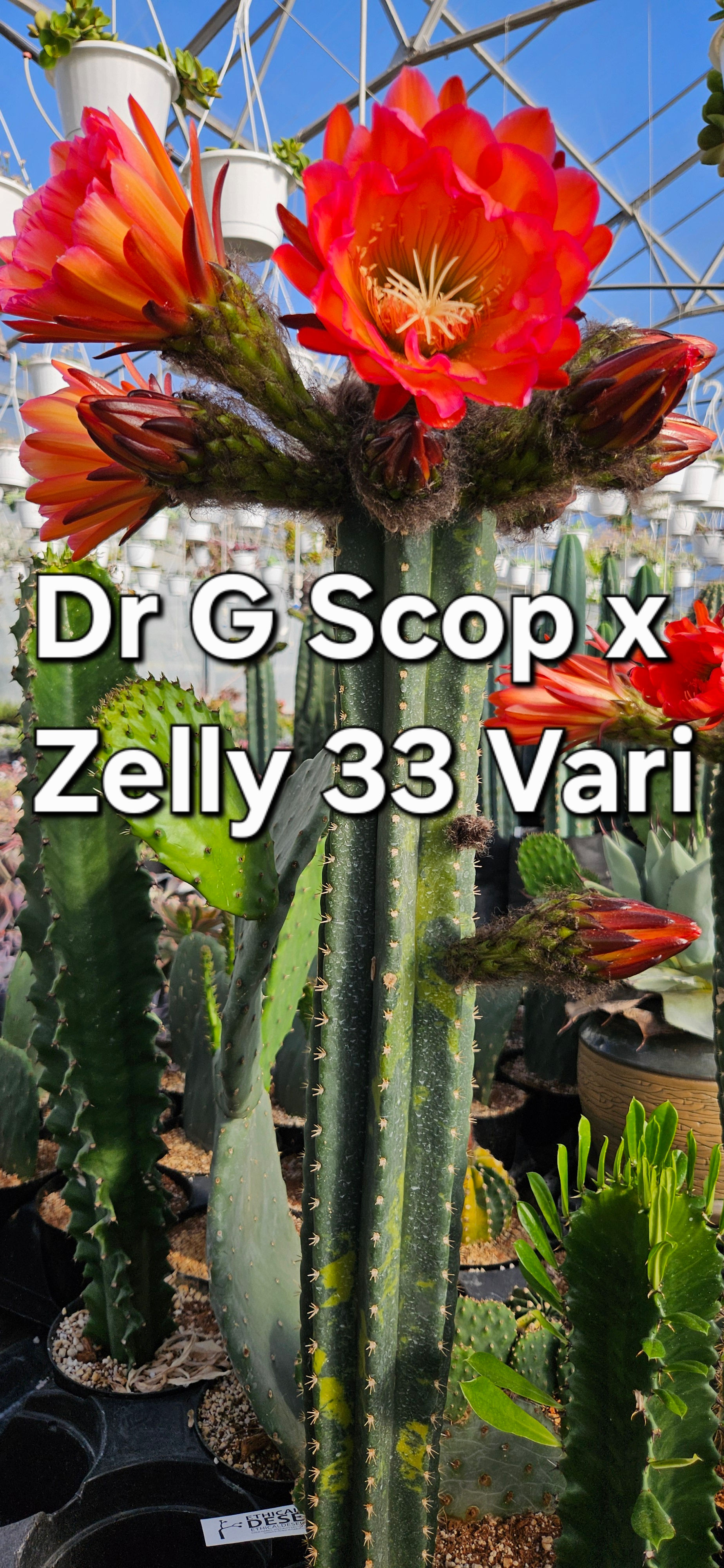 21. DrG Scop Zelly 33 Vari. x TPM - 30 seeds