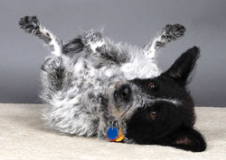 Sonya Cogan Dog Photography