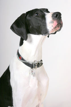 Sonya Cogan Dog Photography