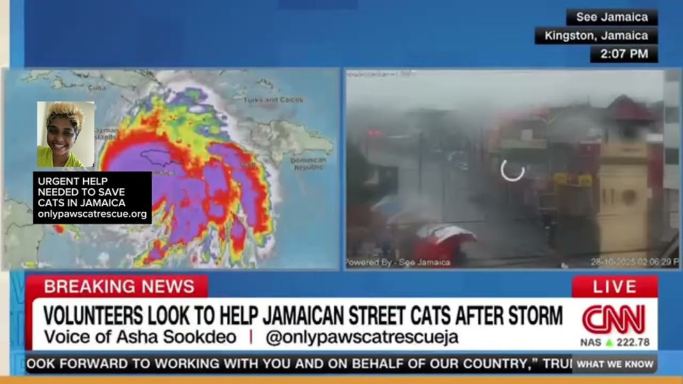 CNN Features OnlyPaws Cat Rescue in Live Coverage of Hurricane Melissa in Jamaica