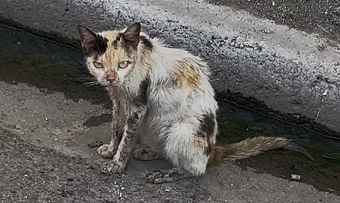 chloe street cat in jamaica