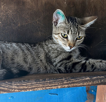street cat chloe