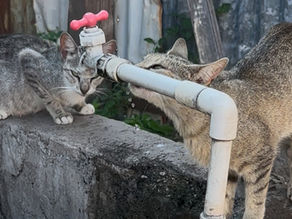 Network for Animals partnered with OnlyPaws Cat Rescue for Hurricane relief efforts for cats in Jamaica.